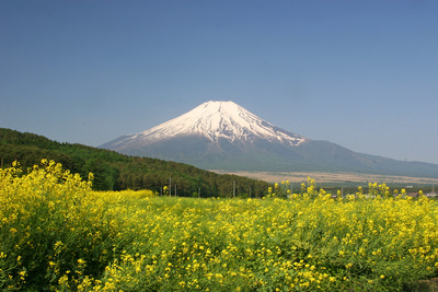 fujinanohana.jpg