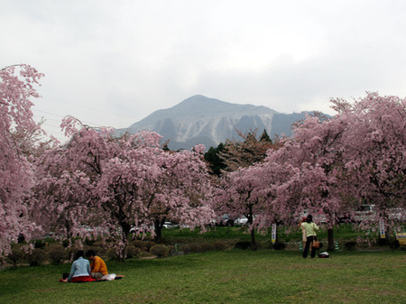 sakurahituziyama.jpg
