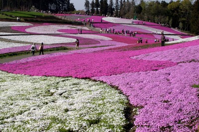 羊山芝桜０１.jpg