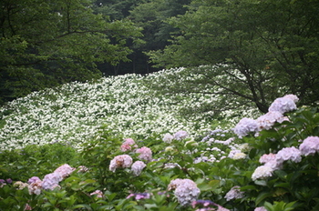 IMG_0239.jpgのサムネール画像