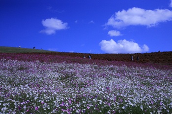 kokia1027.jpg