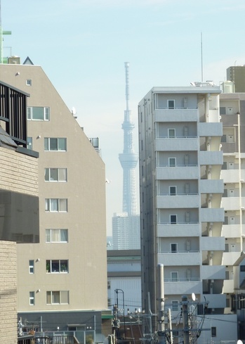 観潮楼からスカイ木.jpg