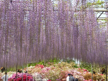 P1030364-thumb-350x262-232.jpg