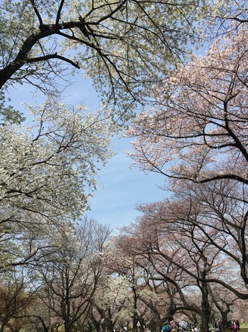 20160331_024316892_iOS.jpg