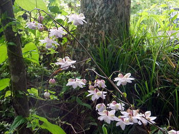 1108mitake35112.jpg