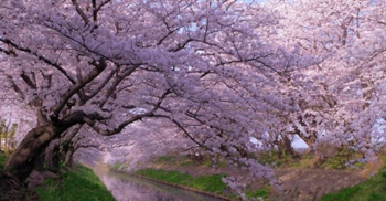 sakura01.png