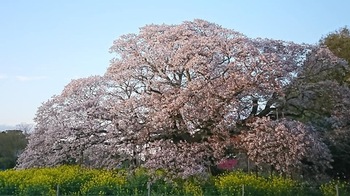 yositaka01.jpg