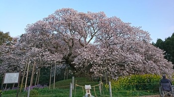 yositaka02.jpg
