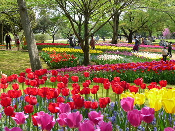tulip.jpg