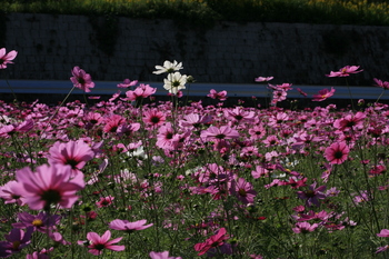IMG_3528.JPG