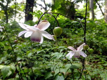 1108mitake0511.jpg