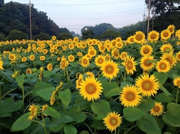 20160902_092811000_iOS.jpg