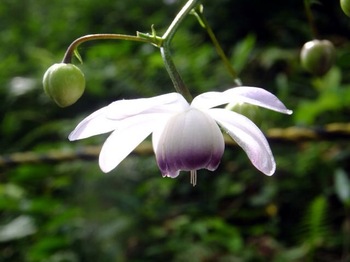 rengesyoma-thumb-350x262-530.jpg